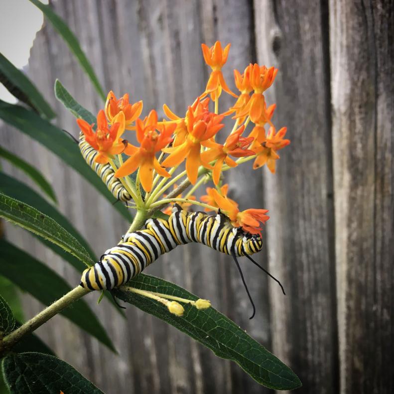 Monarch Butterfly Caterpillars Feed on Orange Milkweed Flowers