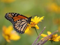 Monarch Butterfly on the Petals of a Yellow Native Coreopsis