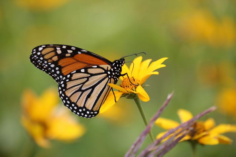 Monarch Butterfly on the Petals of a Yellow Native Coreopsis