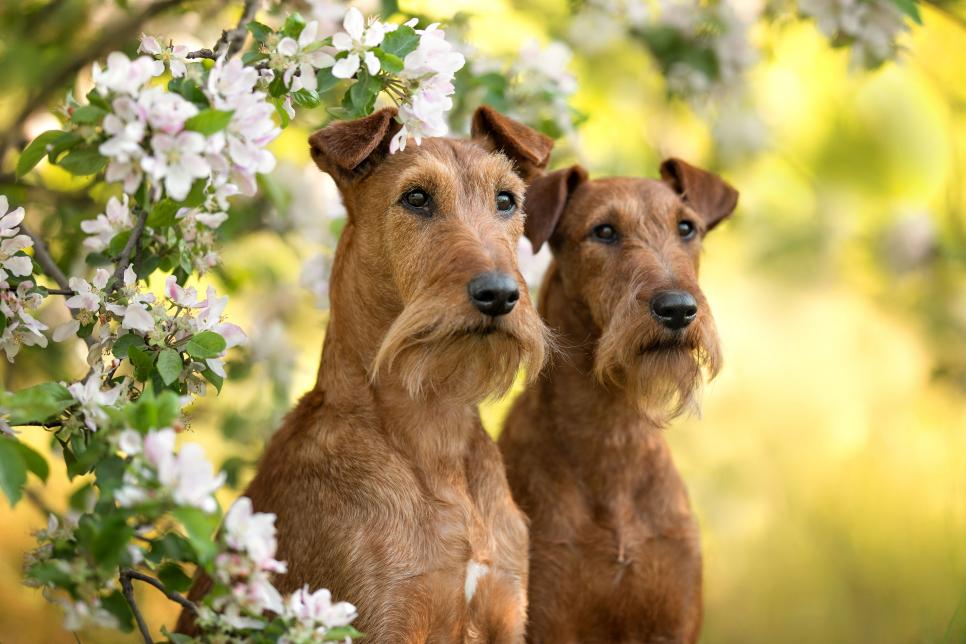 20 Hypoallergenic Dog Breeds | Best No-Shed Dog Breeds | HGTV