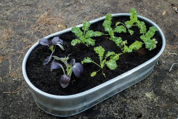 Raised garden bed for lettuce.