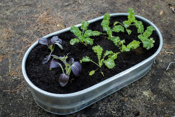 Raised garden bed for lettuce.