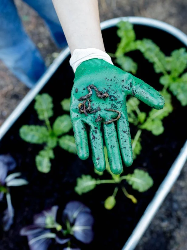 Placing worm casting to the raised plant bed. 