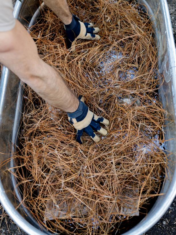 Spreading a layer of pine needles in galvanized tub. 