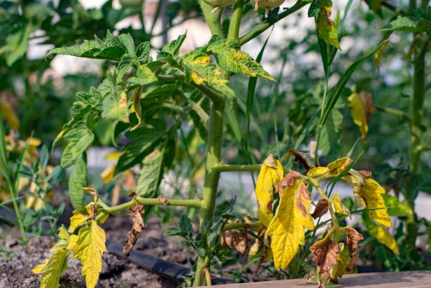 tomato plant with yellow leaves at the bottom of the plant near the soil