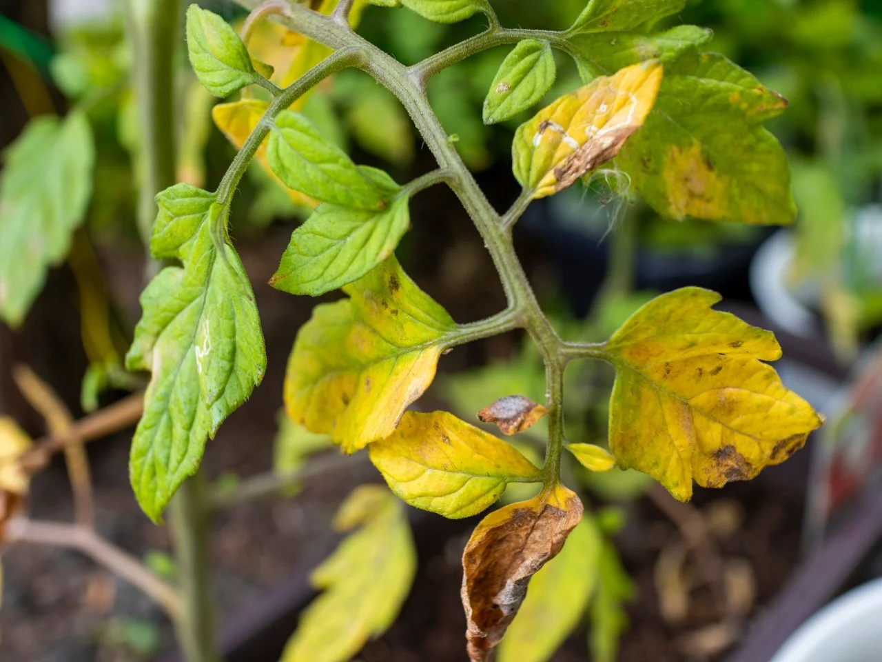 Leaves On Tomato Plants Turning Yellow: Quick Solutions!