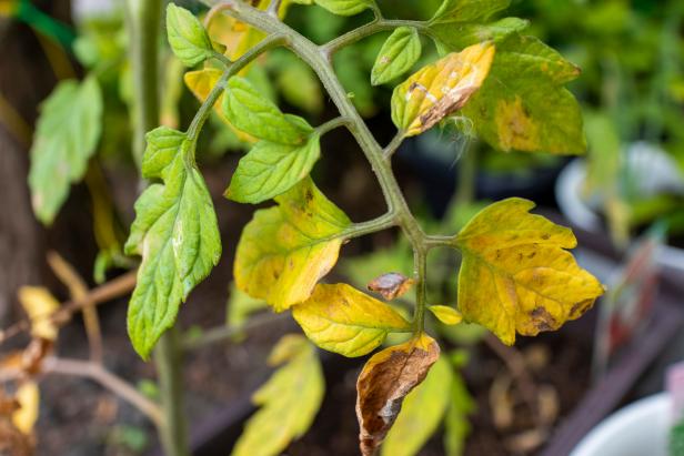 tomato plant leaves with yellow and brown discoloration