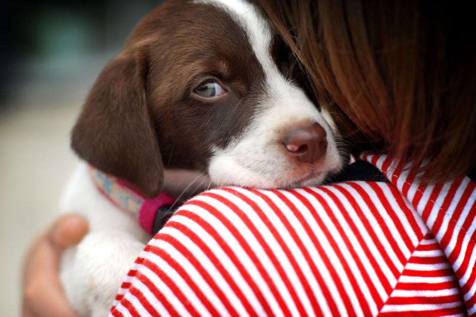 The 20 Best Dog Breeds for Kids and Families | HGTV