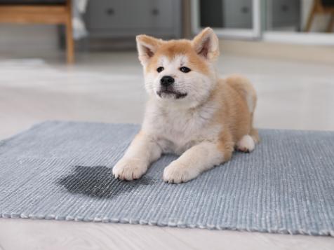How to Remove Pet Stains From Carpet