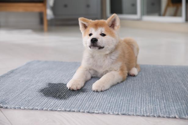 puppy with carpet stain