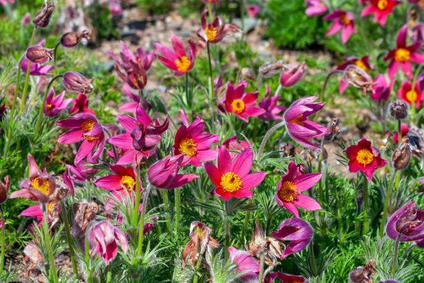 Bright Pink Pasque Flowers | HGTV