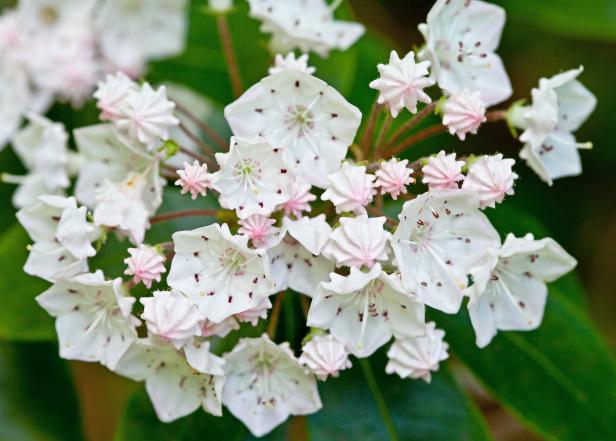 how-to-grow-and-care-for-mountain-laurel-hgtv