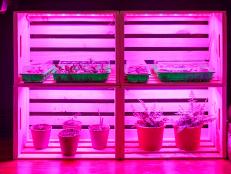Plants and seedlings on shelves with pink grow light. 