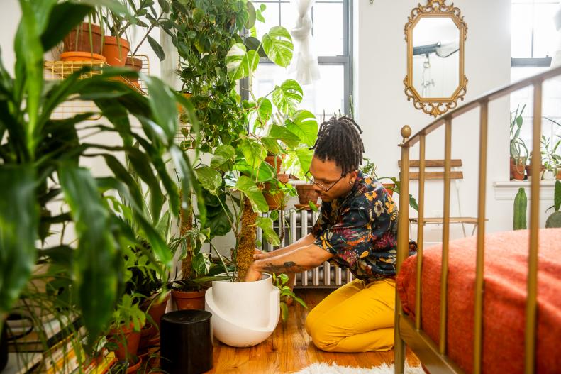 Person cares for large indoor plant by checking moisture in pot