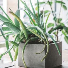 Aloe Plant Close Up