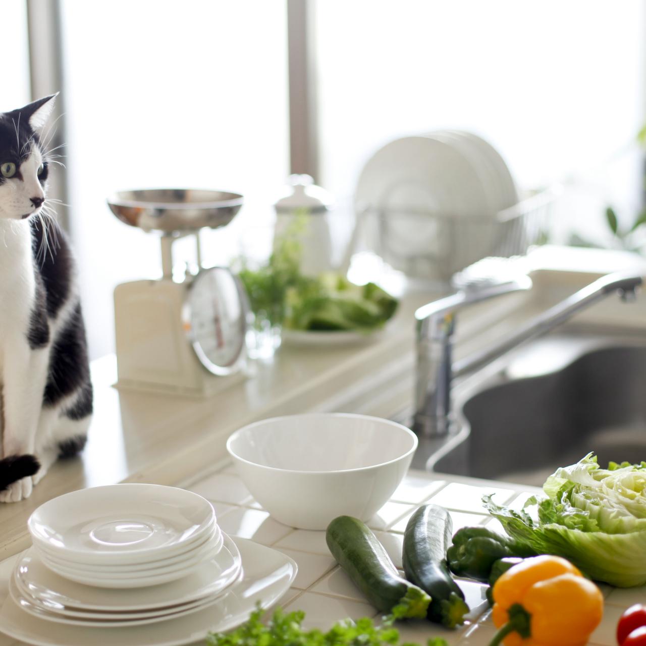 5 Ways to Keep Cats Off Counters HGTV