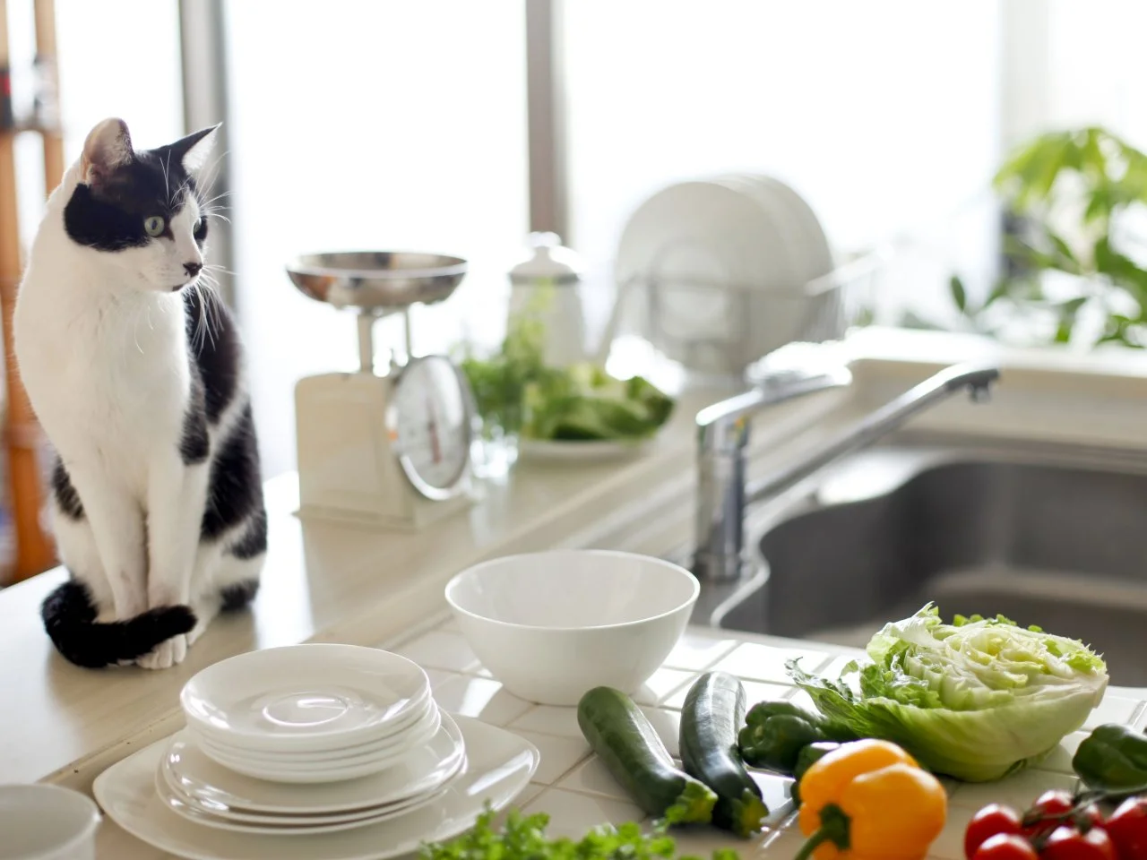 Keeping cats fashion off counters