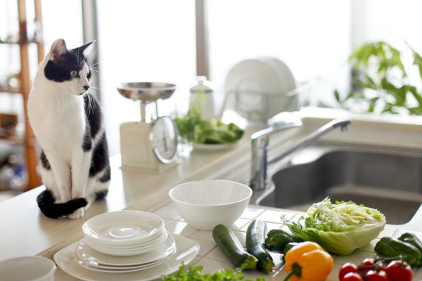 Training Cats to Stay Off Countertops