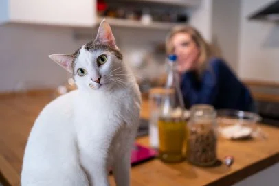 How to train cats to stay off counter tops hotsell