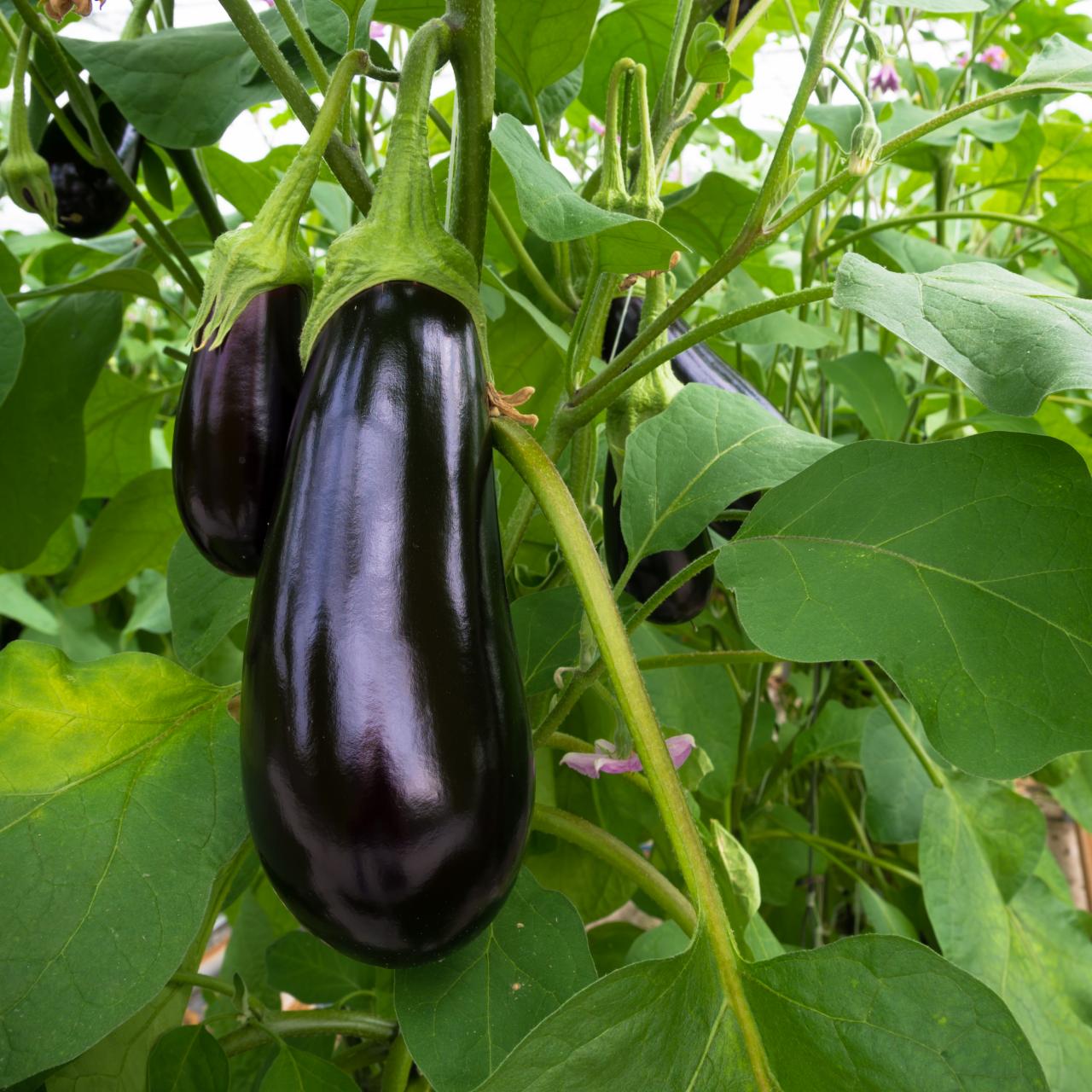 SEED KEEPING — The Scarlet Eggplant is also called the Garden