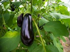 Eggplant is a heat-loving crop.