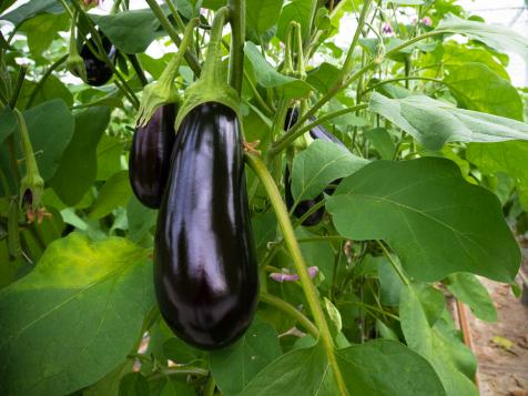 Planting and Growing Eggplant
