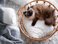 15 Fabulous Types of Cats for Families