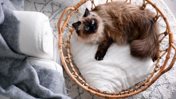 15 Fabulous Types of Cats for Families With Kids