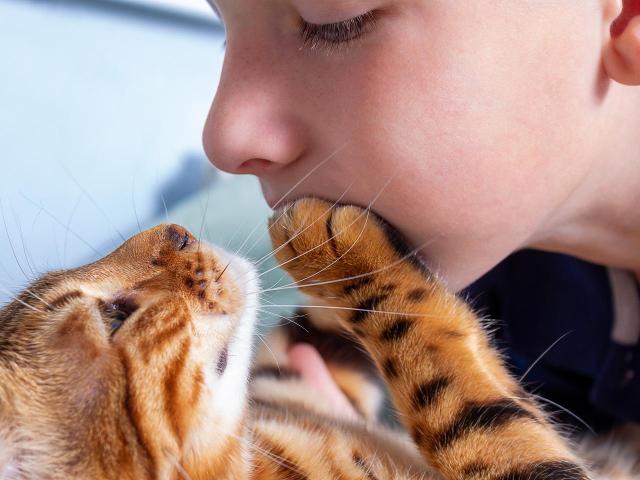 15 Best Cat Breeds for Families | HGTV