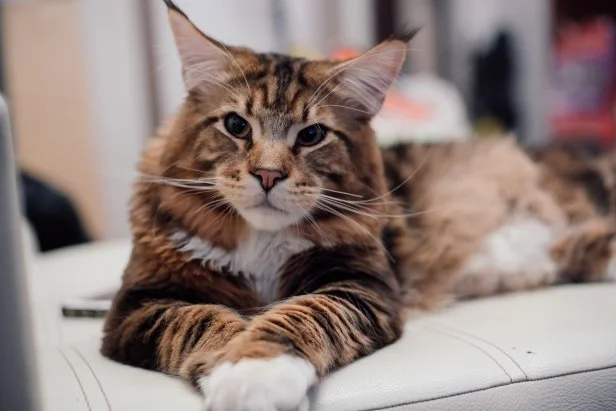 What are the Best Cat Breeds Arou.D Kids: Top Friendly Picks