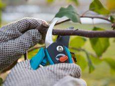 Pruning fruit trees by pruning shears