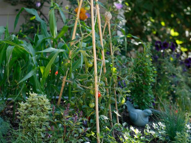Bamboo Tepee With Tomato