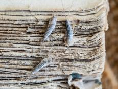 Silverfish eating old book pages.
