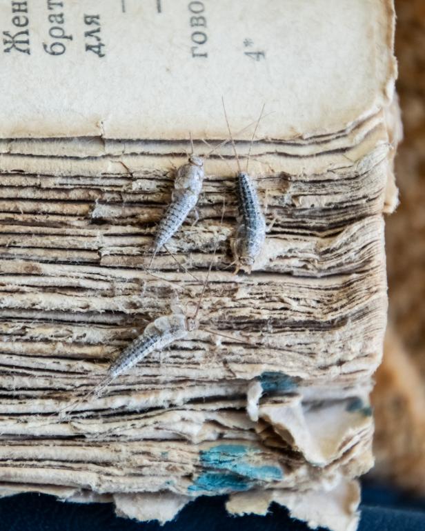 Silverfish eating old book pages.