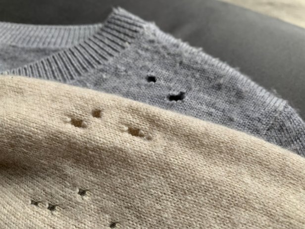 Clothing moths and larvae damage sweaters.