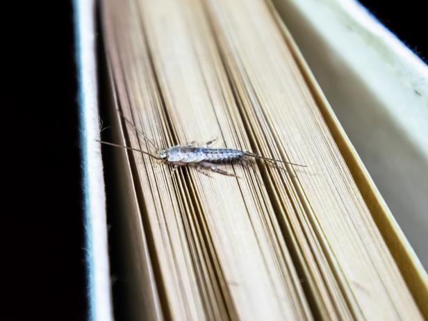Silverfish on books