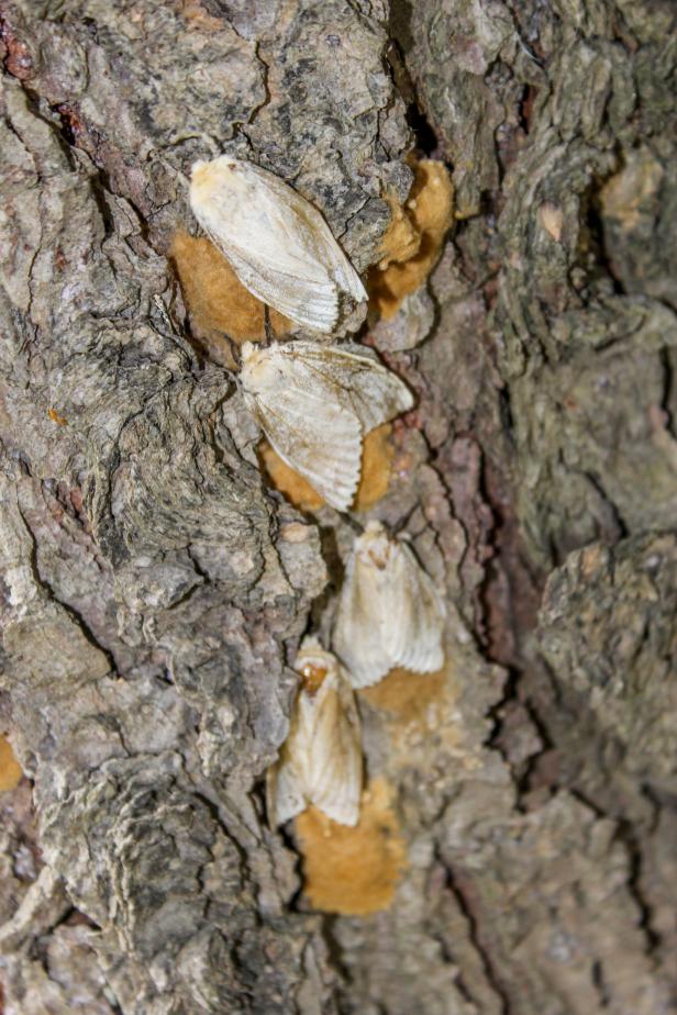 LDD (fka Gypsy Moth) female moths laying egg sacs on tree bark.