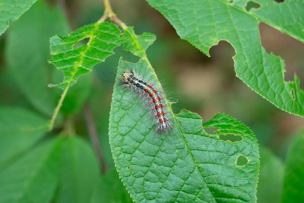 LDD (fka Gypsy Moth) caterpillars eating foliage.