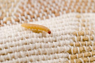 Are Moths Eating Your Clothes? - Proactive Pest Control