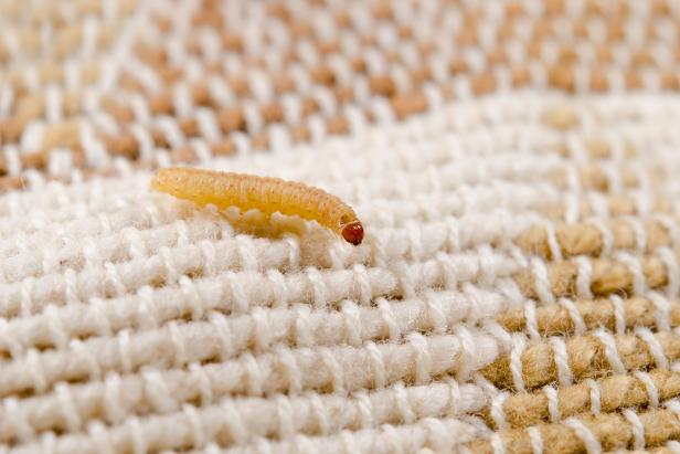 Clothes moth larvae eating fibers.