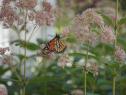 Maintaining a Perennial Garden