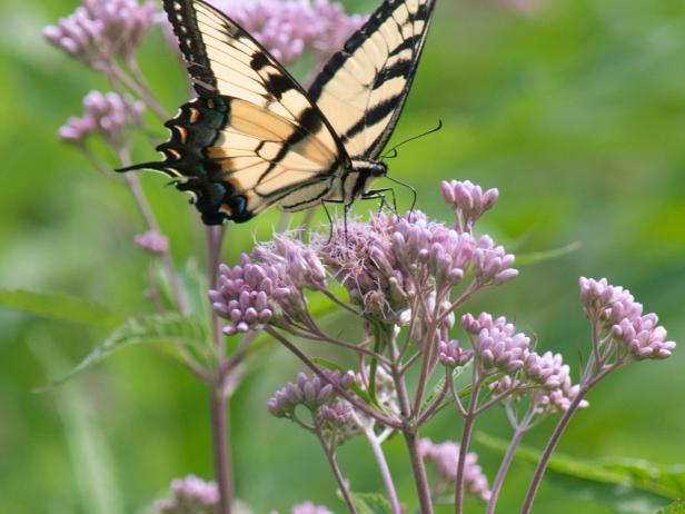 How to Plant and Grow Joe Pye Weed | HGTV