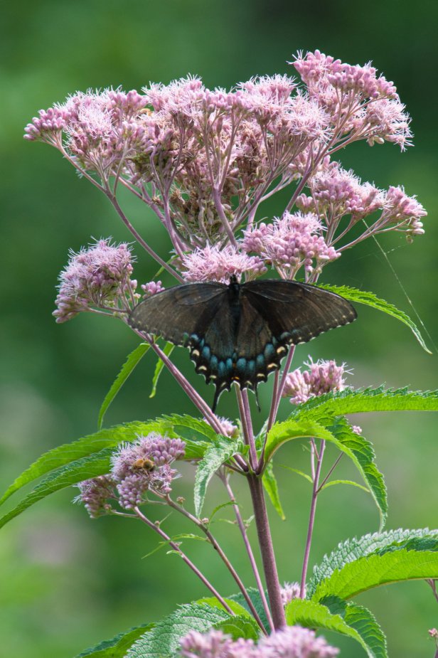 Butterfly on Joe Pye Weed Plant