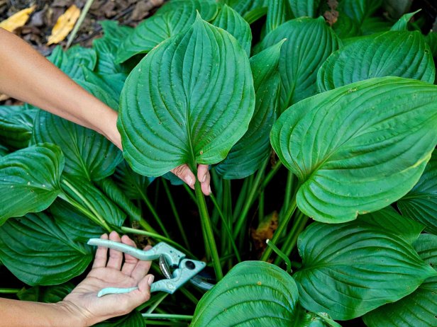 Selecting the perfect leaf for a stepping stone. 