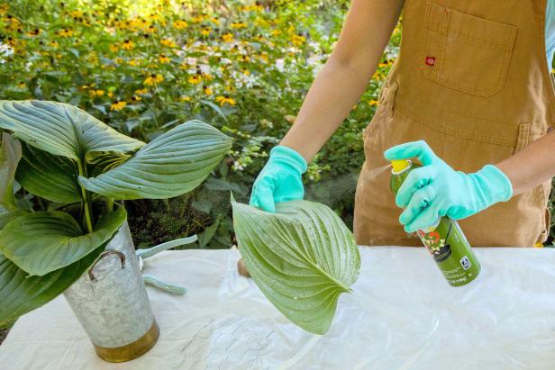 Spray the leaf and plastic with cooking spray.