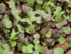 Packed with nutrition, microgreens add robust vegetable or herb flavor to dishes, but they can be costly to buy at the grocery store. Luckily, they’re very easy to grow from seed at home and can be grown year-round indoors, regardless of climate.
