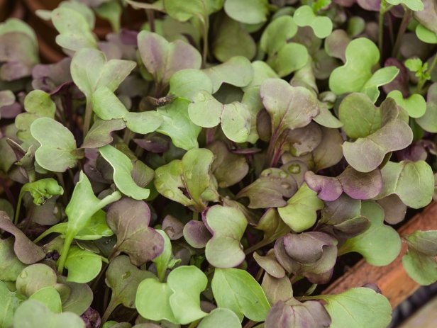 Radish 'Sango' Microgreens