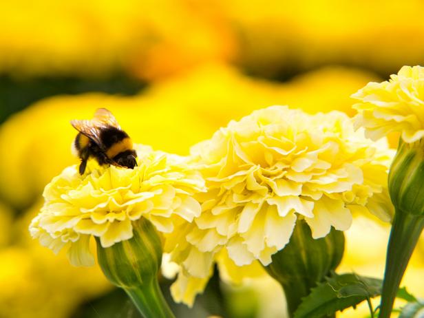 Bee on Yellow Marigolds