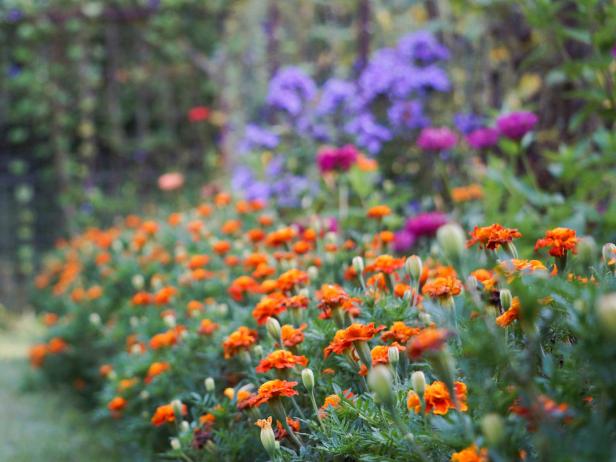 Marigolds in a Mixed Border 