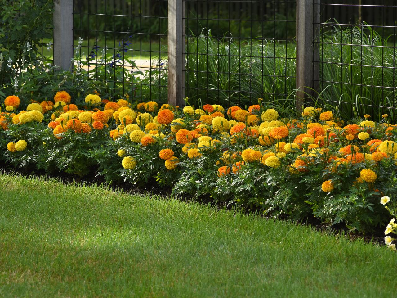 how to plant and grow marigolds | hgtv